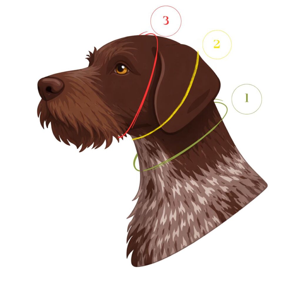 Messpunkte am Hund: Halsumfang, geschlossener Zugstopp und offener Kopfumfang